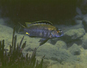 Cyathochromis