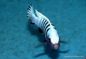 Metriaclima pulpican