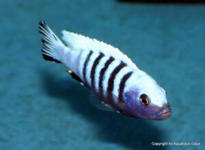 Metriaclima pulpican