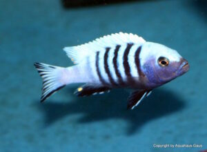 Metriaclima pulpican