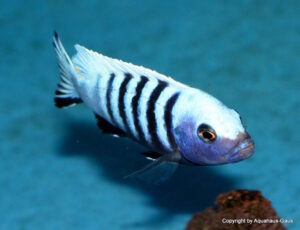 Metriaclima pulpican