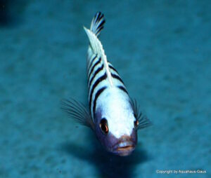 Metriaclima pulpican