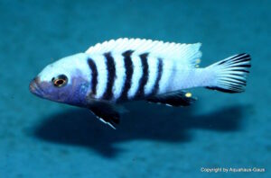 Metriaclima pulpican