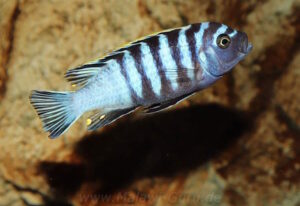 Cynotilapia Zebroides 'Chiwindi'