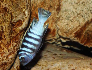 Cynotilapia Zebroides 'Chiwindi'