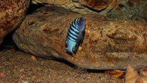 Cynotilapia Zebroides 'Chiwindi'