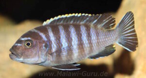 Cynotilapia Zebroides 'Chiwindi'