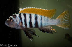 Cynotilapia Zebroides 'Jalo Reef'