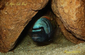 Cynotilapia Zebroides 'Jalo Reef'