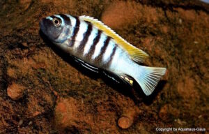 Cynotilapia Zebroides 'Jalo Reef'