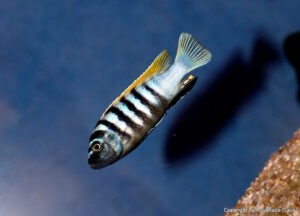 Cynotilapia Zebroides 'Jalo Reef'