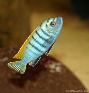 Cynotilapia Zebroides 'Jalo Reef'