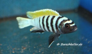 Cynotilapia Zebroides 'Jalo Reef'