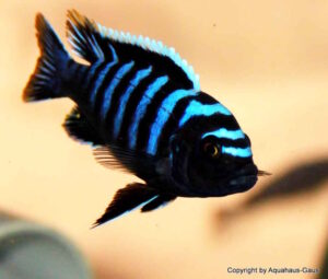 Cynotilapia zebroides 'Likoma Island'