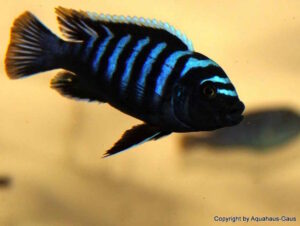 Cynotilapia zebroides 'Likoma Island'
