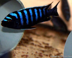 Cynotilapia zebroides 'Likoma Island'