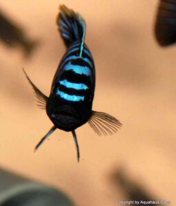 Cynotilapia zebroides 'Likoma Island'