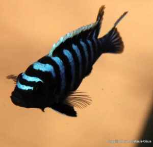 Cynotilapia zebroides 'Likoma Island'
