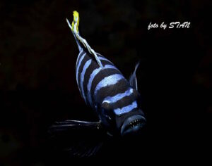 Cynotilapia zebroides 'Likoma Island'