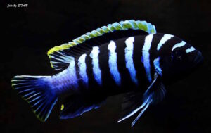 Cynotilapia zebroides 'Likoma Island'