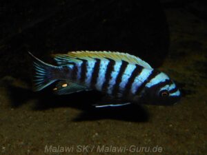 Cynotilapia zebroides 'Luhuchi'