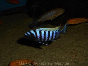Cynotilapia zebroides 'Luhuchi'