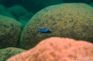 Cynotilapia zebroides 'Lundo Island'