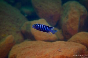 Cynotilapia zebroides 'Lundu'