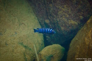 Cynotilapia zebroides 'Lundu'