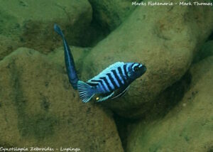 Cynotilapia zebroides 'Lupingu'