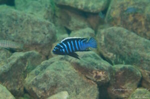 Cynotilapia zebroides 'Maison Reef'