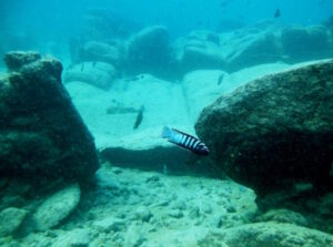 Cynotilapia zebroides 'Mara Rocks'