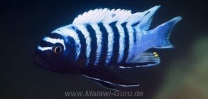 Cynotilapia zebroides 'Matambukira Rocks'