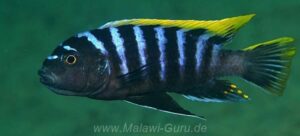 Cynotilapia zebroides 'Mbamba Reef'
