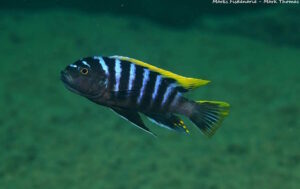 Cynotilapia zebroides 'Mbamba Reef'