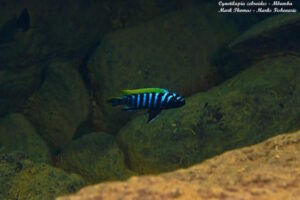 Cynotilapia zebroides 'Mbamba Reef'