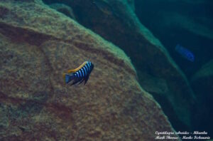 Cynotilapia zebroides 'Mbamba Reef'