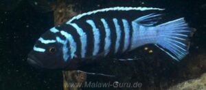 Cynotilapia zebroides 'Mitande Rocks'