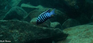 Cynotilapia zebroides 'Mitande Rocks'