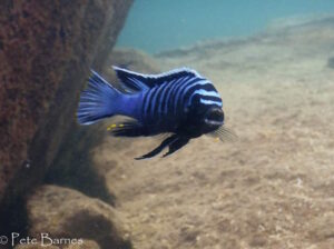 Cynotilapia zebroides 'Mitande Rocks'