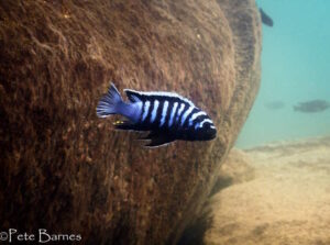 Cynotilapia zebroides 'Mitande Rocks'