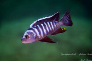 Cynotilapia zebroides 'Mphanga Rocks'