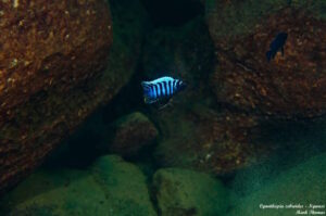 Cynotilapia zebroides 'Ngwasi'