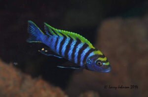 Cynotilapia zebroides 'Nkhata Bay'