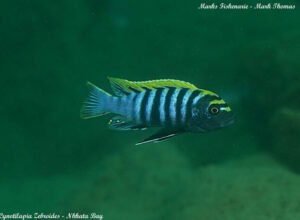 Cynotilapia zebroides 'Nkhata Bay'