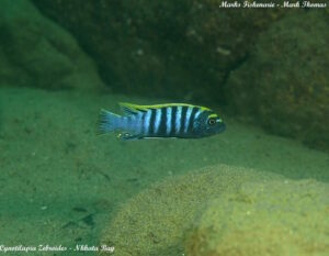 Cynotilapia zebroides 'Nkhata Bay'