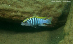 Cynotilapia zebroides 'Nkhata Bay'