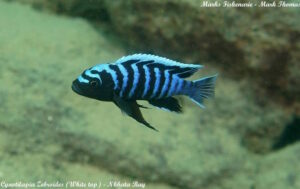 Cynotilapia zebroides 'Nkhata Bay'