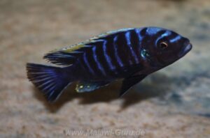 Cynotilapia aurifrons 'Chewere' Cynotilapia aurifrons 'Chewere'