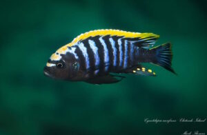 Cynotilapia aurifrons 'Chitande Island' Cynotilapia aurifrons 'Chitande Island'